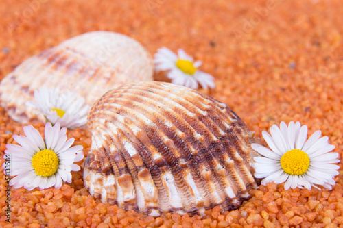 Photo: Muscheln mit Gänseblümchen Muscheln mit Gänseblümchen