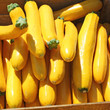 Courgettes jaune