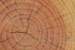 Tronco Di Un Albero