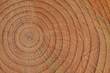 Tronco Di Un Albero