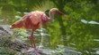 portraits of birds, editing