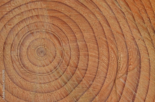 Photo: Tronco di un albero Tronco di un albero