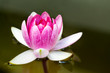 Pink Water Lily (Nimphaea Darwin)