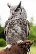 great horned owl