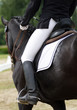 Dressage horse
