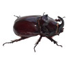 Unicorn beetle isolated on white (Europe)