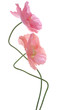 poppy