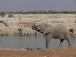 Elephant in Etosha, Namibia