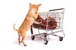 Photo: Welpe beim Einkaufen Welpe beim Einkaufen