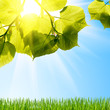 Summer green tree leafs on the sky