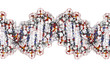 Illustration: DNA structure, B-DNA form. DNA structure, B-DNA form.
