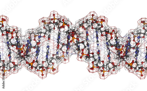 Illustration: DNA structure, B-DNA form. DNA structure, B-DNA form.