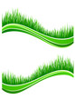 Waves of fresh spring green grass
