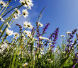 Einladung zum Träumen: bunte Sommerblumen-Wiese