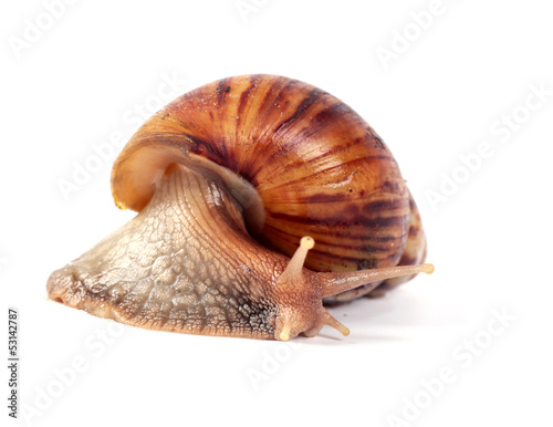 Photo: snail ,isolated on white background snail ,isolated on white background