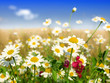 Foto: Summer wildflowers Summer wildflowers