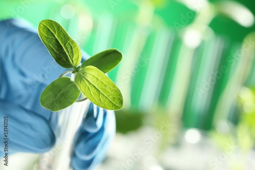 Photo: Closeup of plant in scientist hand Closeup of plant in scientist hand