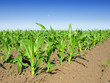 Foto: Young corn Young corn