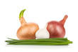 Fresh ripe onion and garlic