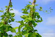 Young stalks of a string bean on poles