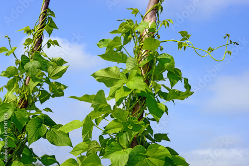 Photo: Young stalks of a string bean on poles Young stalks of a string bean on poles
