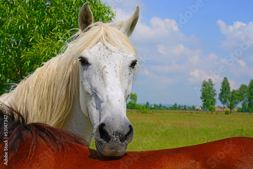 Photo: Head of a horse against a pasture Head of a horse against a pasture