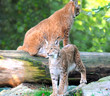 There are young lynx in forest