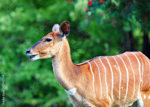 Photo: Bongo antelope Bongo antelope