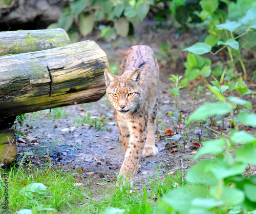 Photo: Lynx Lynx