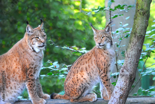 Photo: There are young lynx in forest There are young lynx in forest