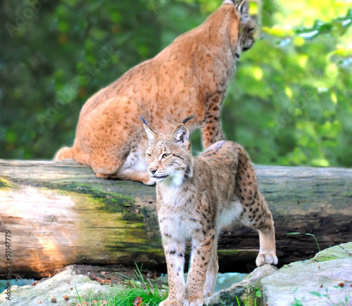 Photo: There are young lynx in forest There are young lynx in forest