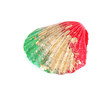 Colorful seashell isolated on white