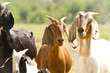 goat farmland, white, brown and black goats in livestock