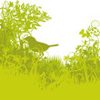 Vogelnest im Unterholz