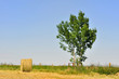 ballot de paille près d'un arbre
