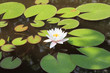 White water lily
