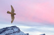 Photo: Peregrine falcon flying over snow mountain sunset background Peregrine falcon flying over snow mountain sunset background