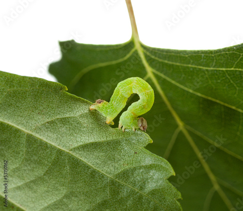 Photo: Macro of green inchworm on birch leaf Macro of green inchworm on birch leaf