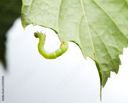 Photo: Inchworm under birch leaf Inchworm under birch leaf