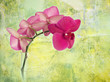 pink orchid branch against green corroded background