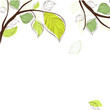 Tree with fresh green leaves