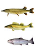 Foto: Fische 144 Fische 144