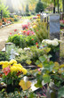 Foto: Friedhof 37 Friedhof 37