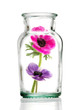 Photo: transparent jar with scented anemone flowers inside transparent jar with scented anemone flowers inside