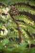 koru frond
