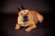 Foto: Sharpei dog waring stovepipe Sharpei dog waring stovepipe