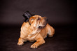 Foto: Sharpei dog waring stovepipe Sharpei dog waring stovepipe