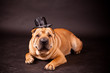 Foto: Sharpei dog waring stovepipe Sharpei dog waring stovepipe