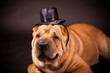 Foto: Sharpei dog waring stovepipe Sharpei dog waring stovepipe
