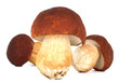 big boletus edulis isolated on white background close up